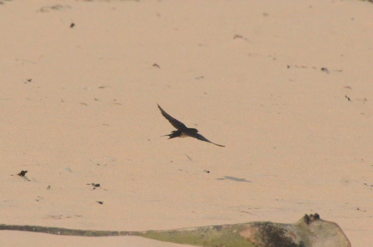 Golondrina Común - ML632596502
