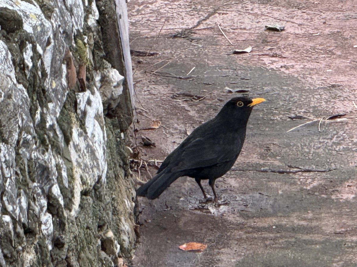 Eurasian Blackbird - ML632596559