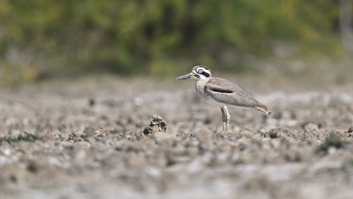 Great Thick-knee - ML632596593