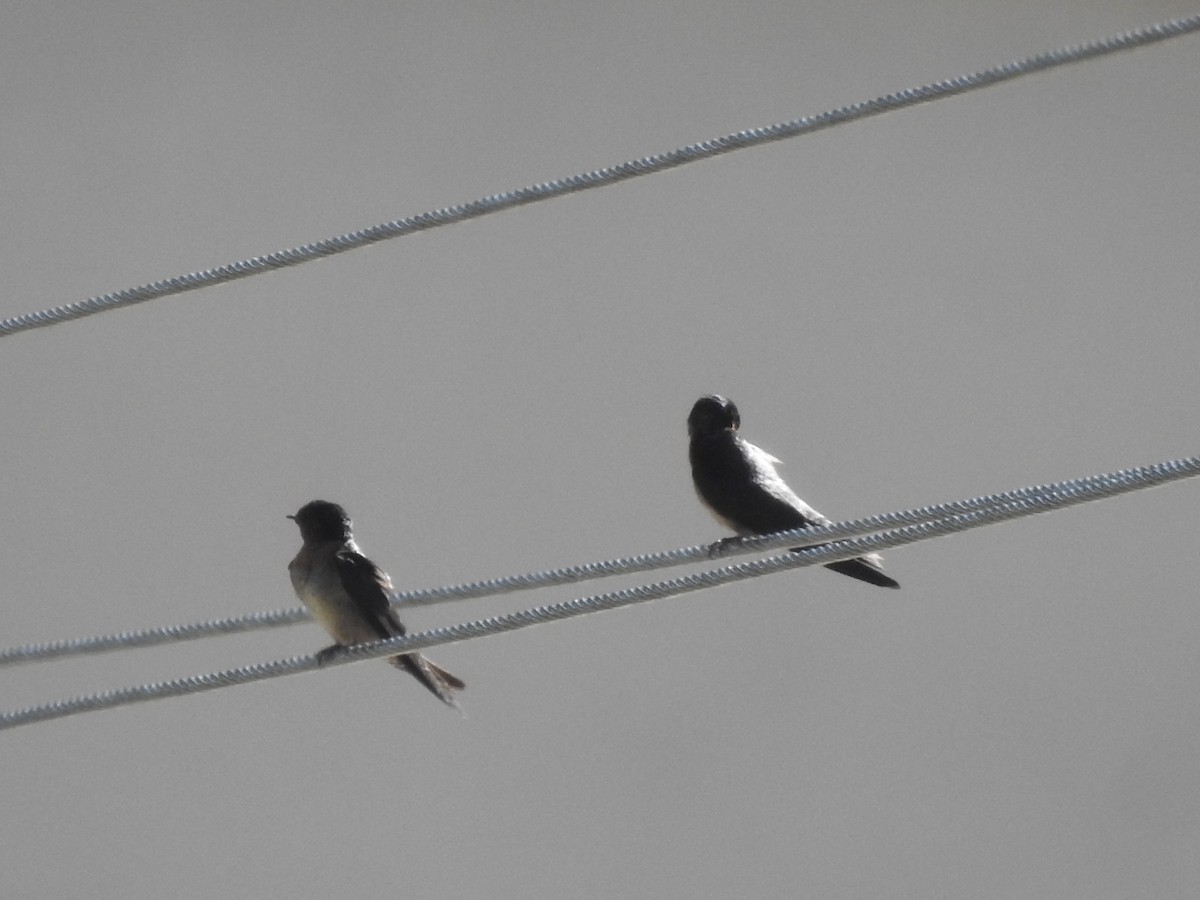 Golondrina Común - ML632596608