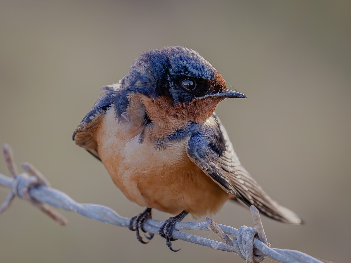 Golondrina Común - ML632596654