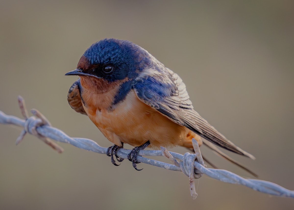 Golondrina Común - ML632596655