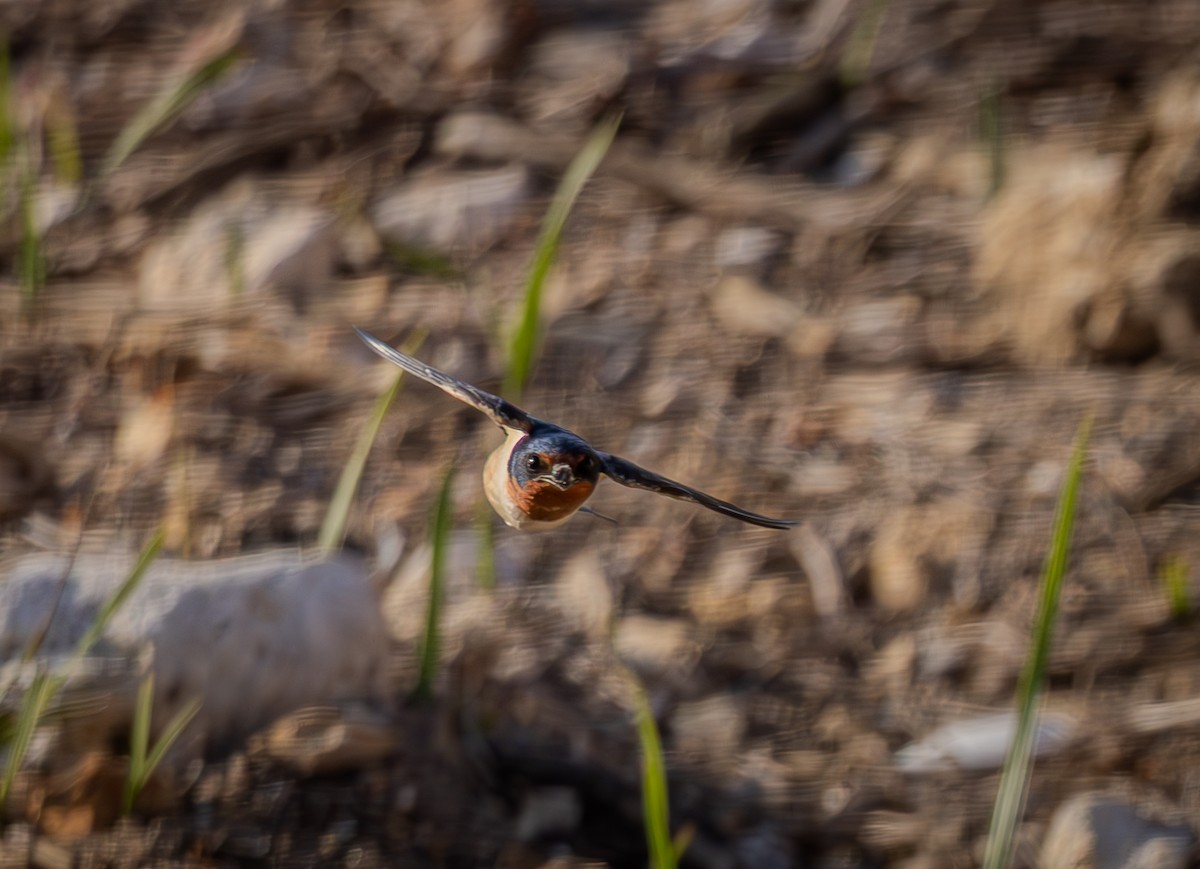 Golondrina Común - ML632596664