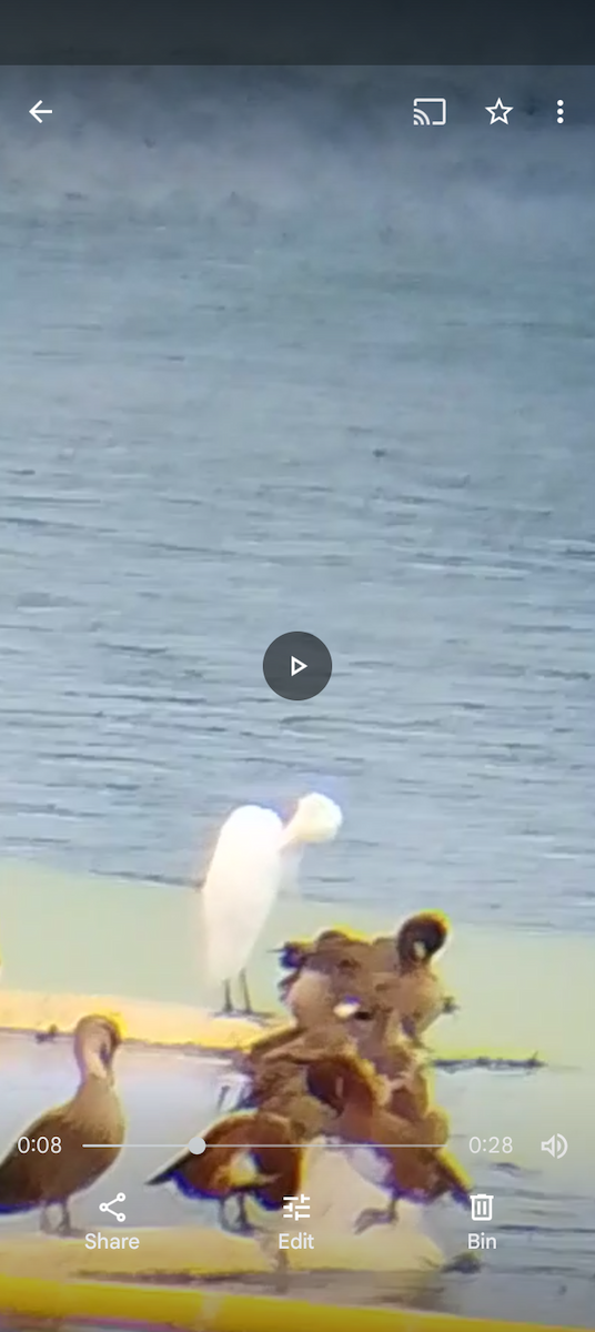 Plumed Egret - ML632596670