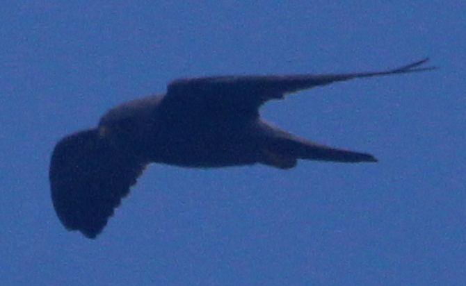 Halcón Pizarroso - ML632596675