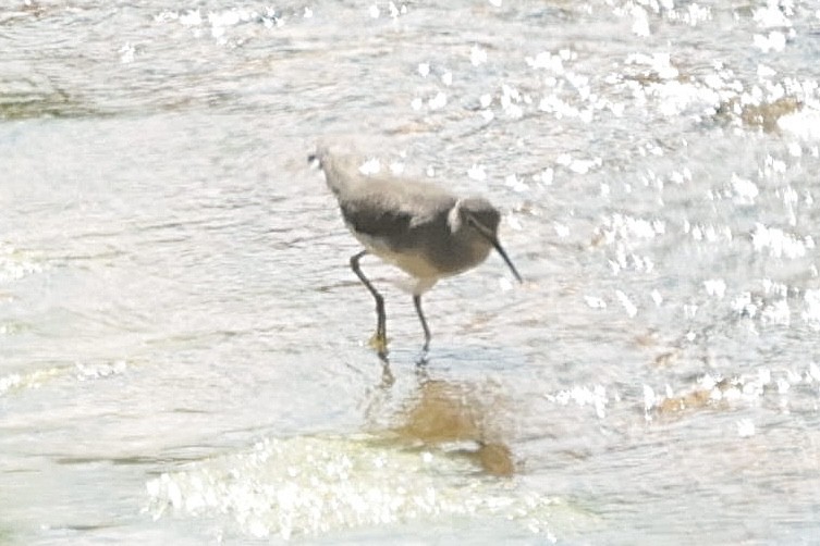 Green Sandpiper - ML632596706
