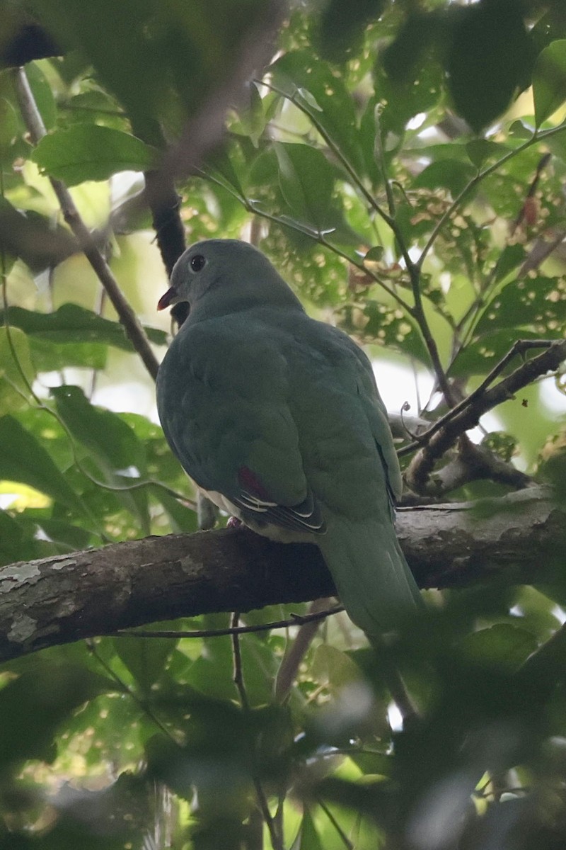 Cream-breasted Fruit-Dove - ML632596745