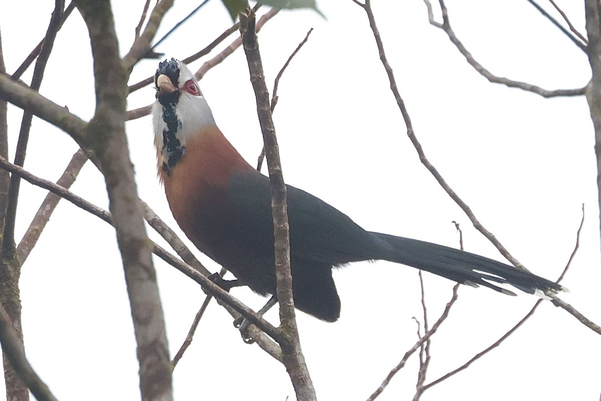 Scale-feathered Malkoha - ML632596828
