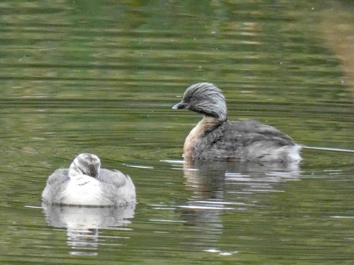 Hoary-headed Grebe - ML632596864