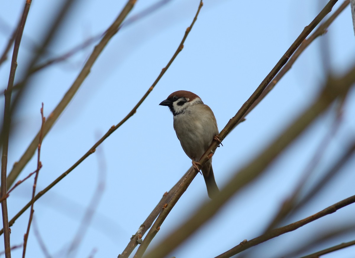 Eurasian Tree Sparrow - ML632596996