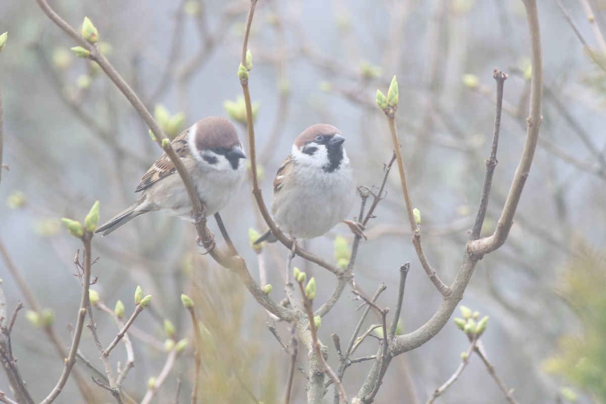 Eurasian Tree Sparrow - ML632596997
