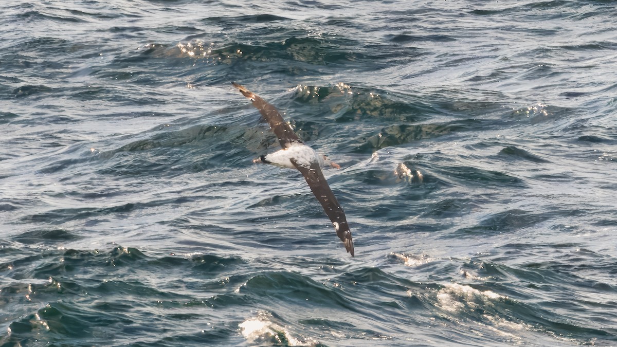 Antipodean Albatross (New Zealand) - ML632597131