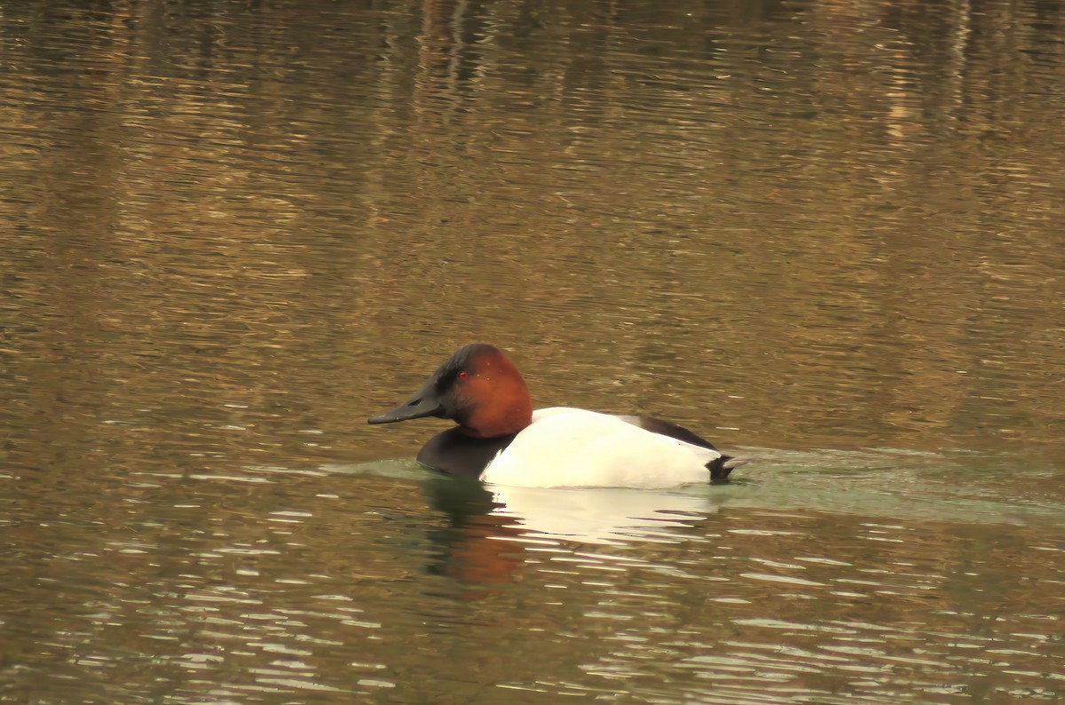 Canvasback - ML632597188