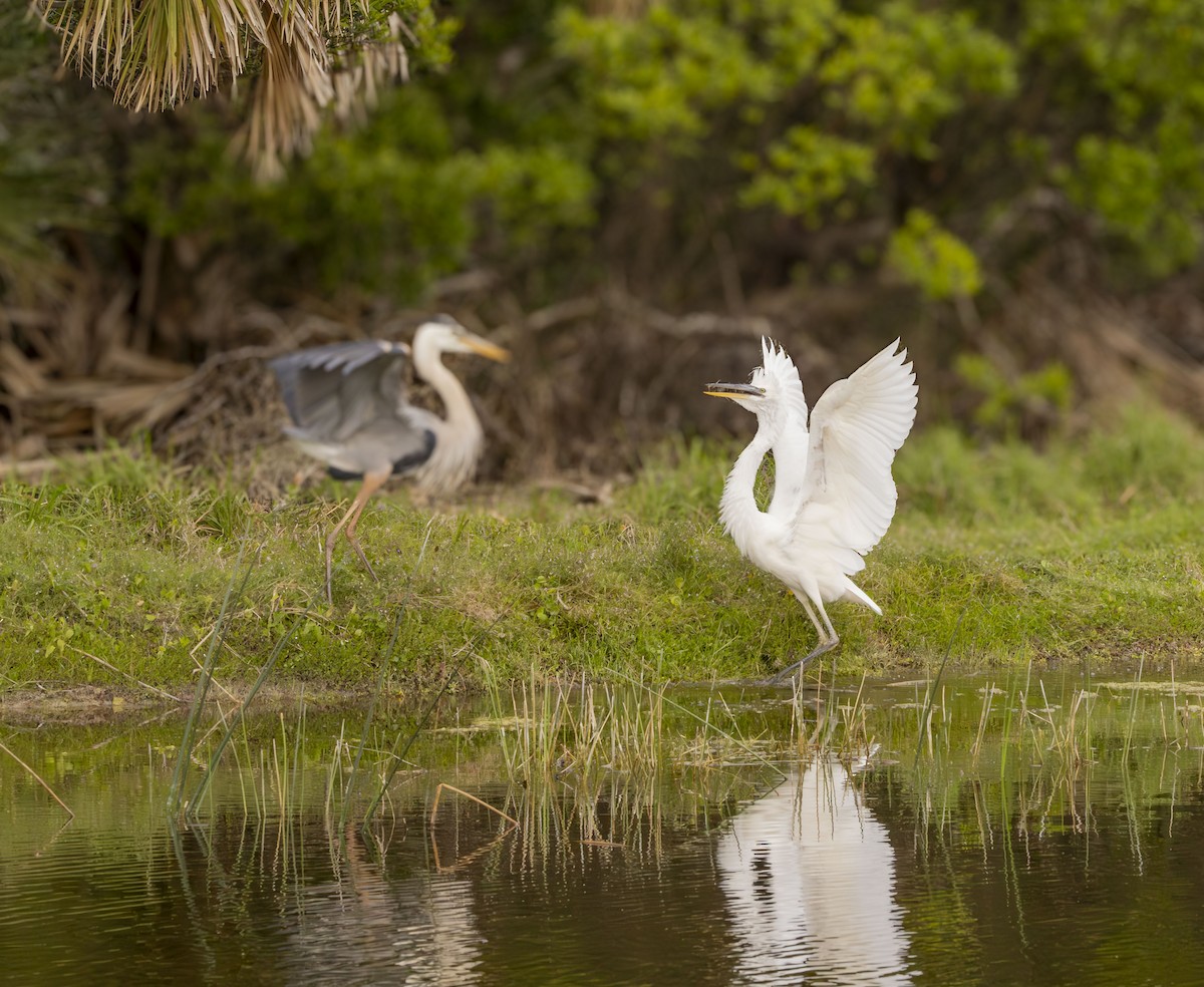 Great Blue Heron (Great White) - ML632597216