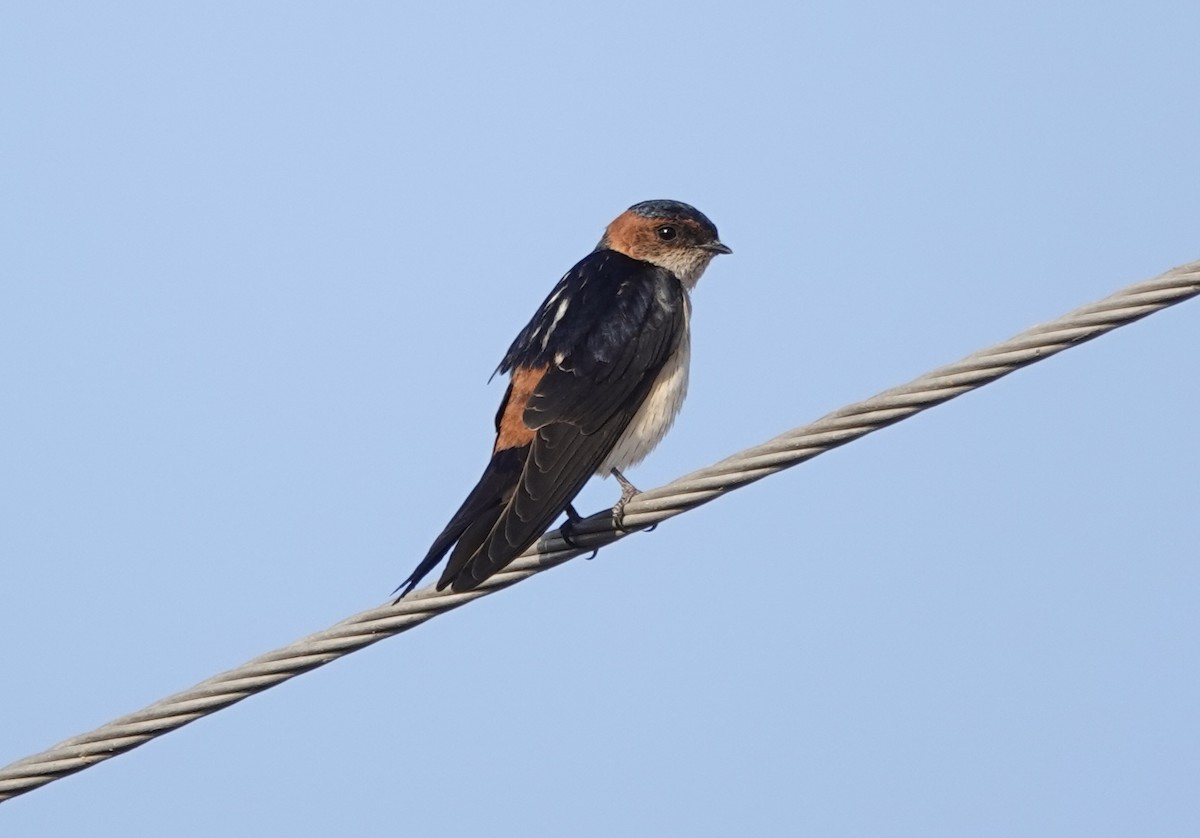 Eastern Red-rumped Swallow (Daurian) - ML632597308