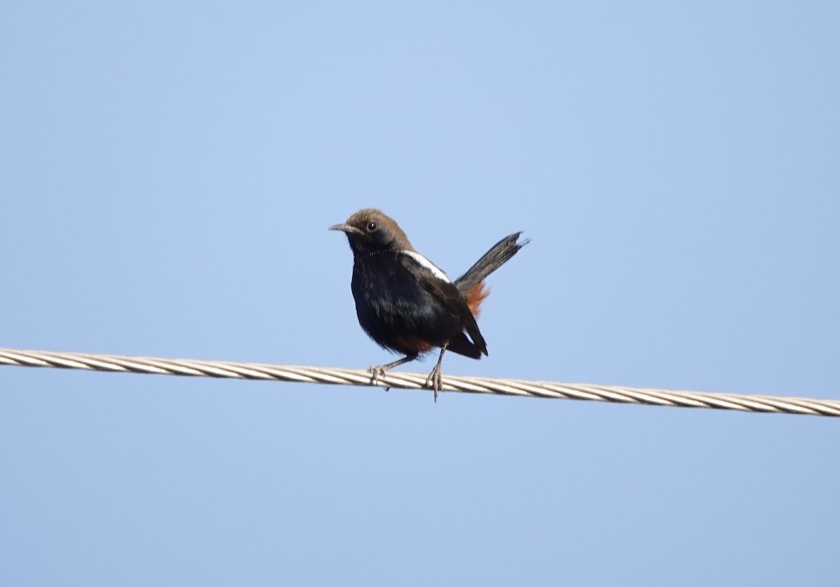 Indian Robin - ML632597314
