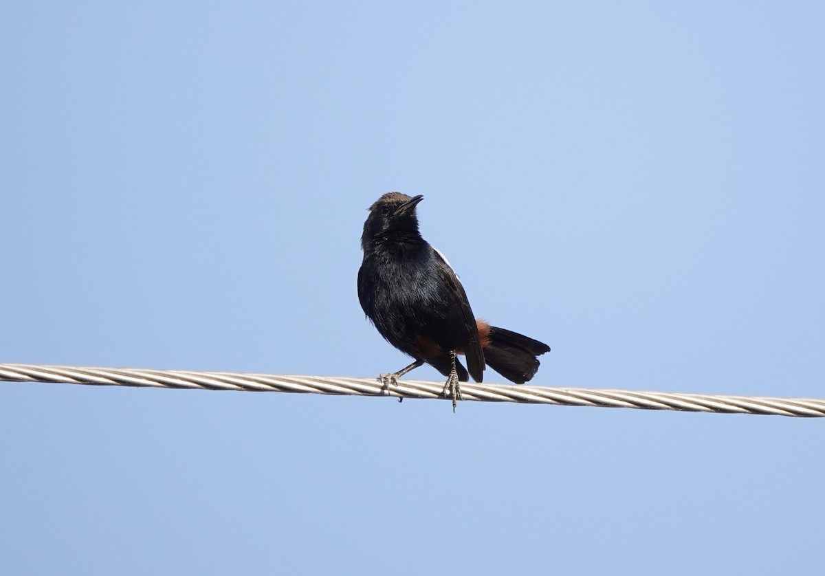 Indian Robin - ML632597315