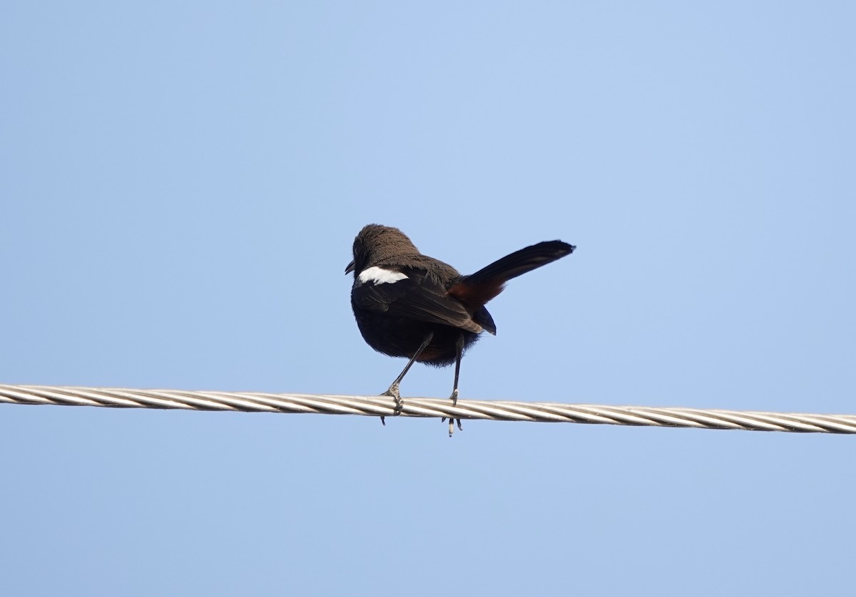 Indian Robin - ML632597316