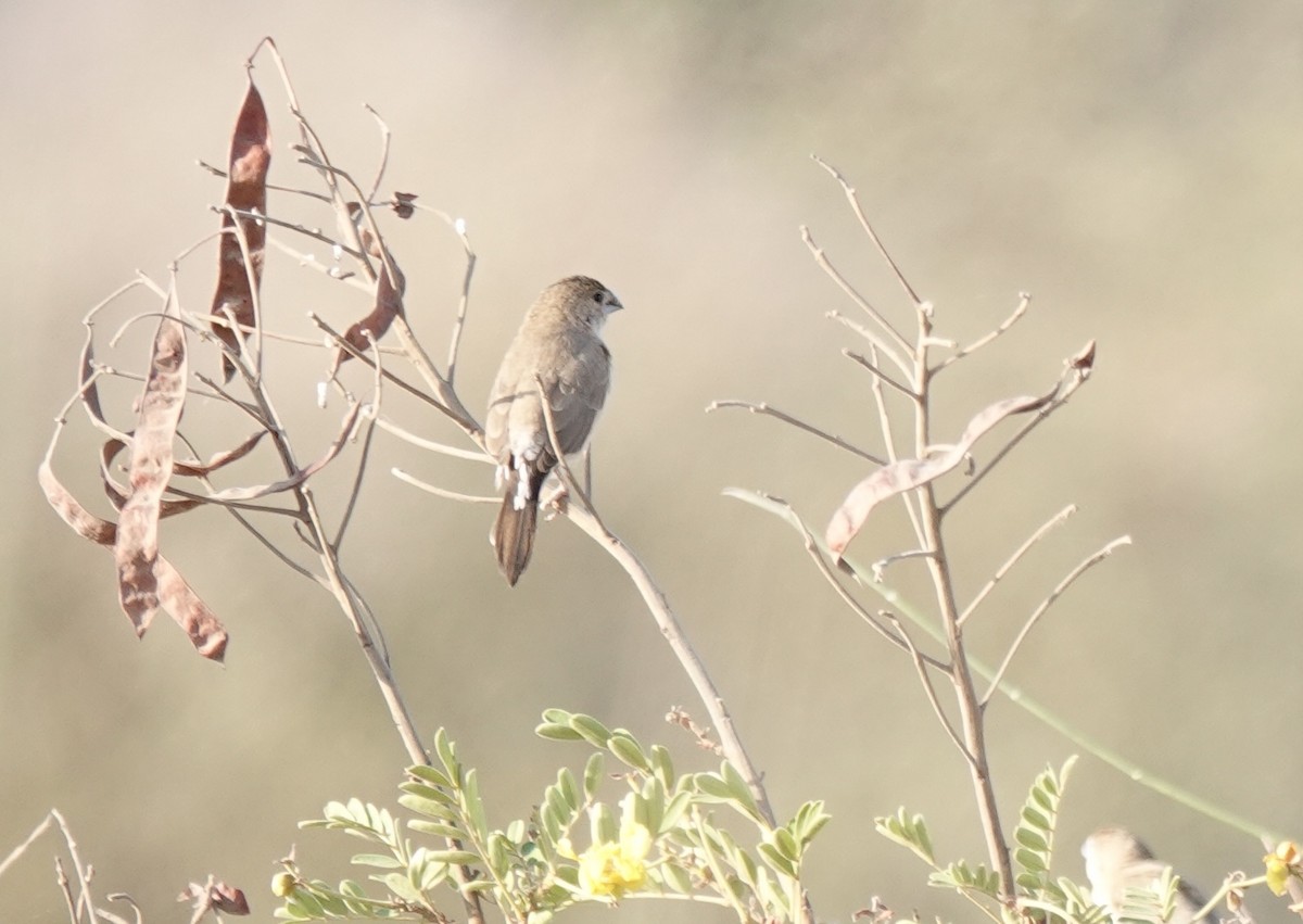 Indian Silverbill - ML632597317