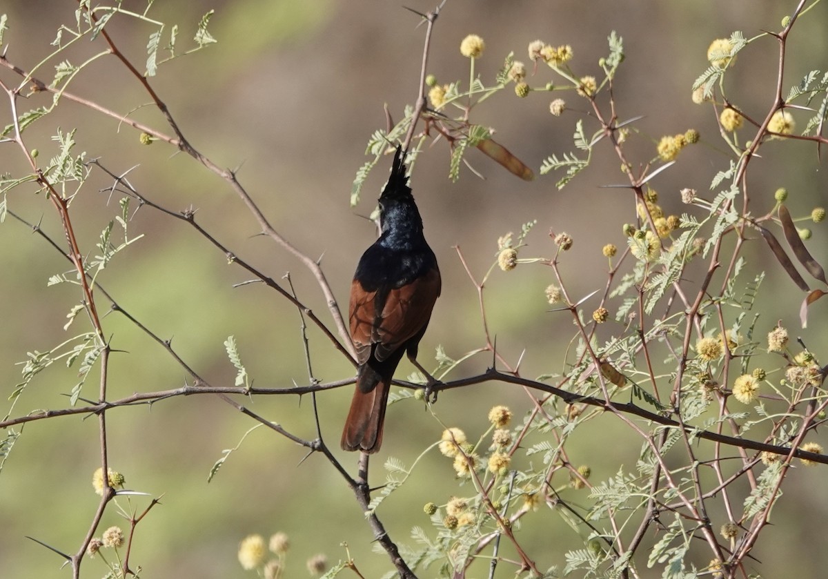 Crested Bunting - ML632597323
