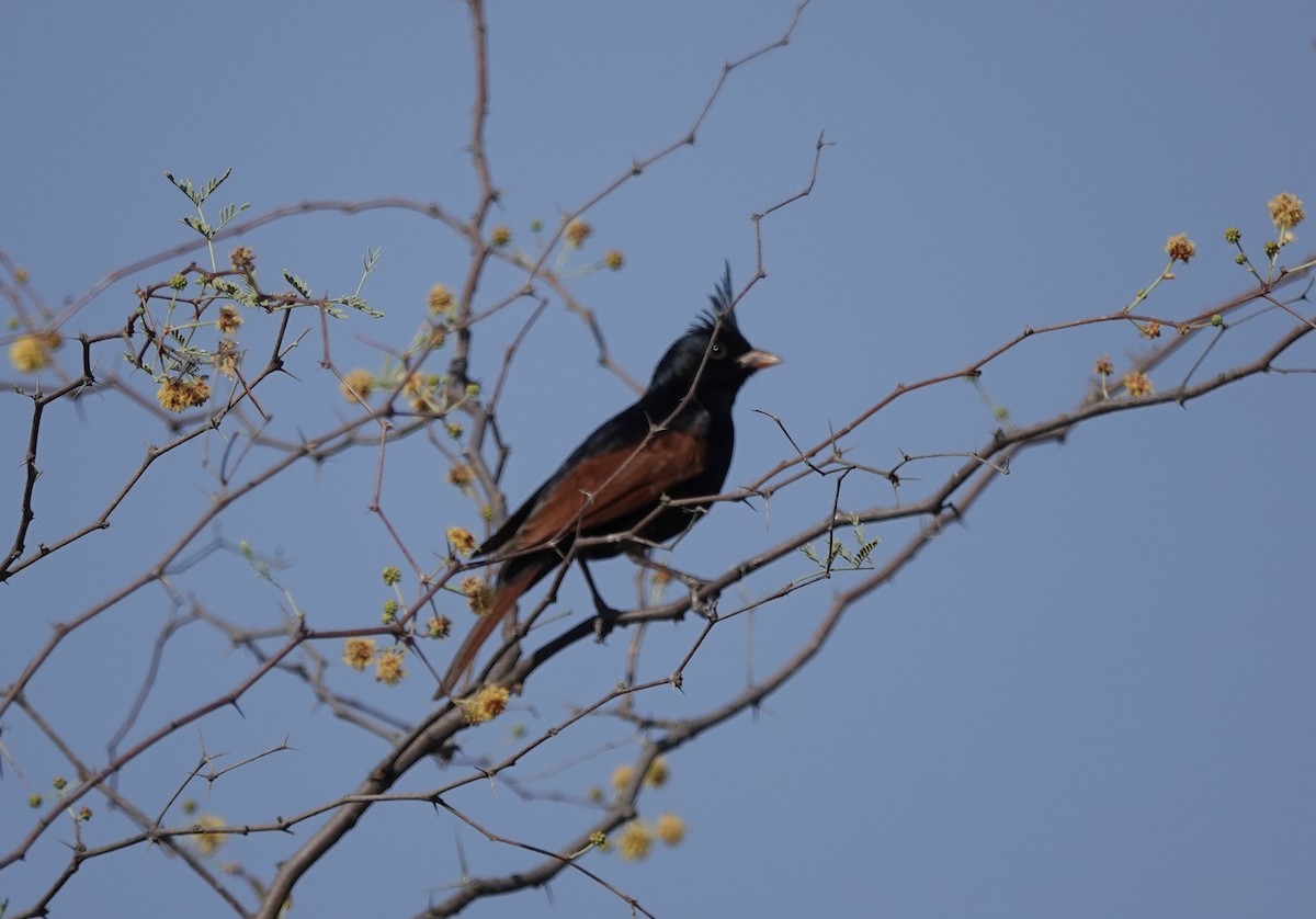 Crested Bunting - ML632597350