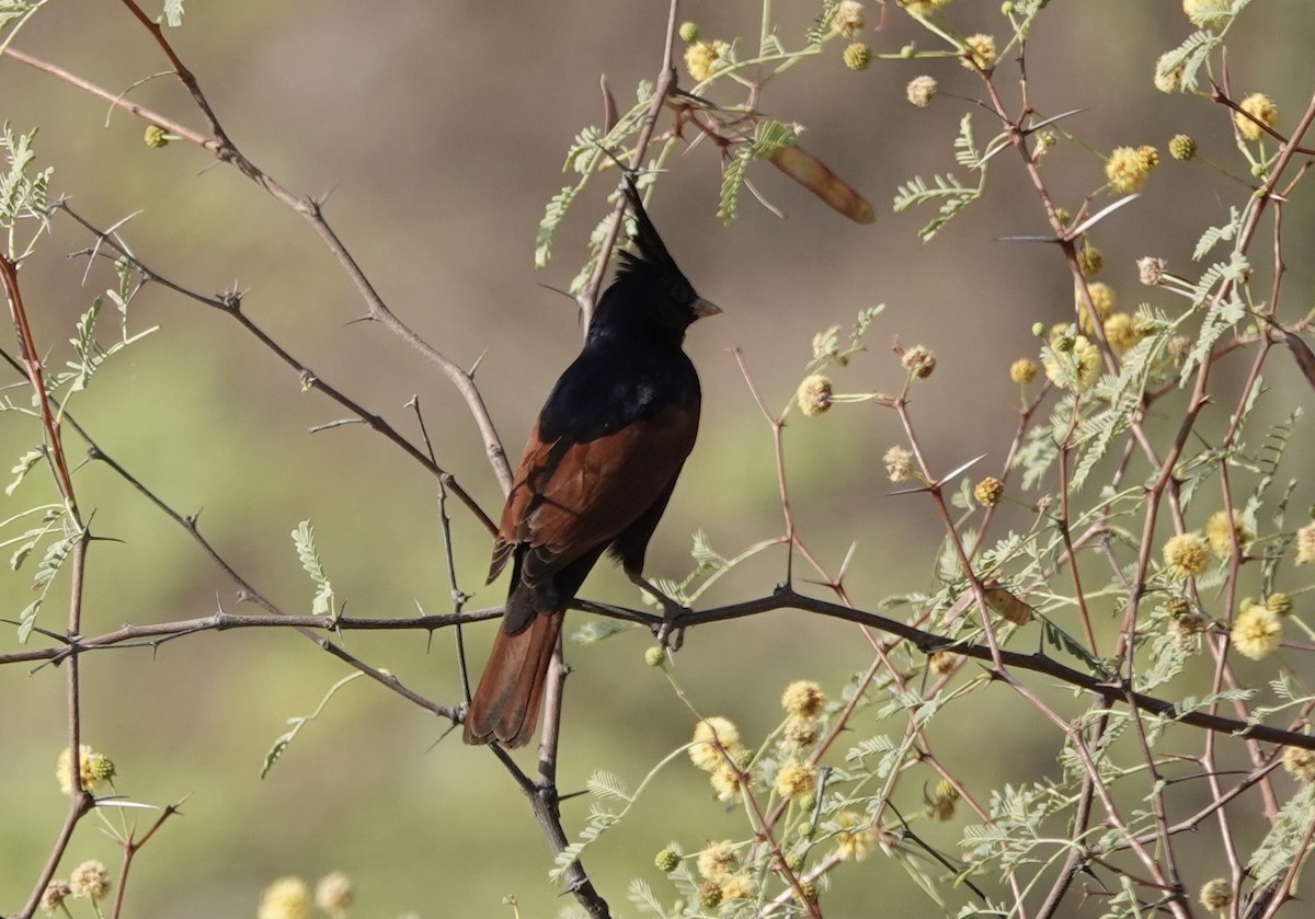 Crested Bunting - ML632597351