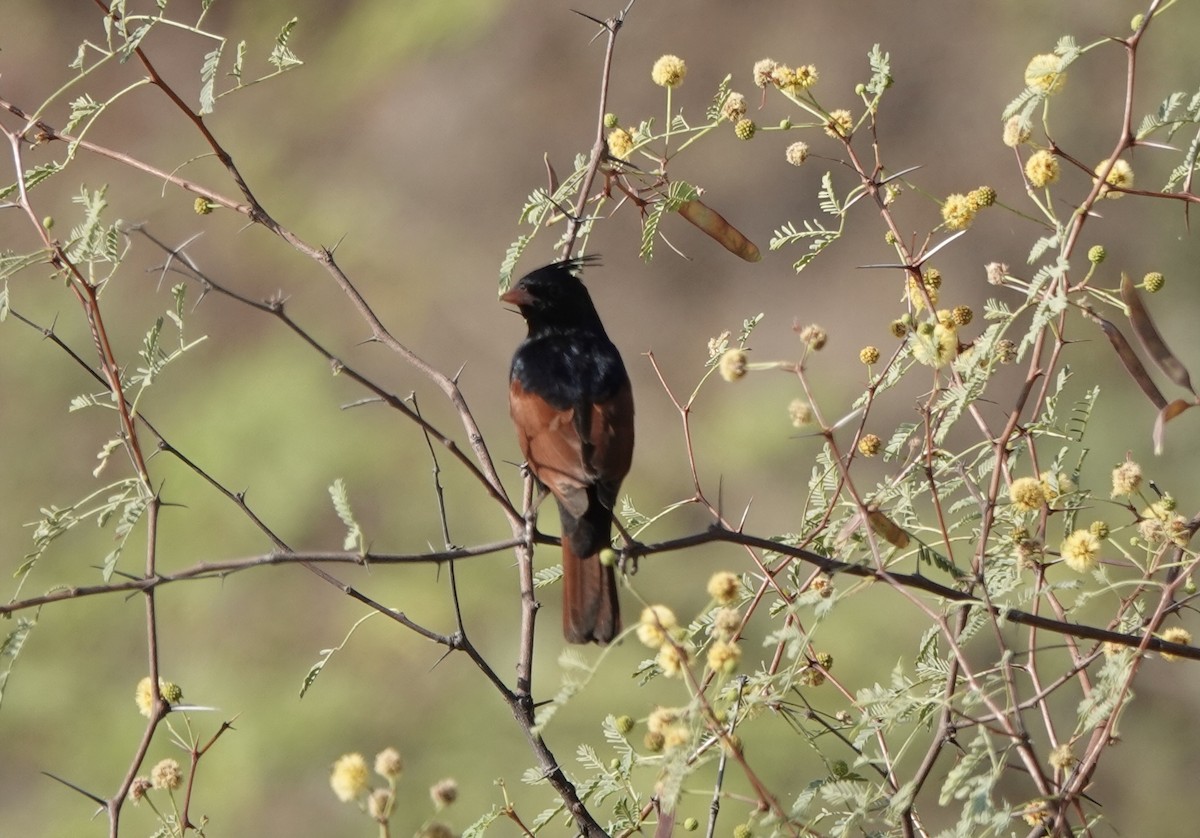 Crested Bunting - ML632597352