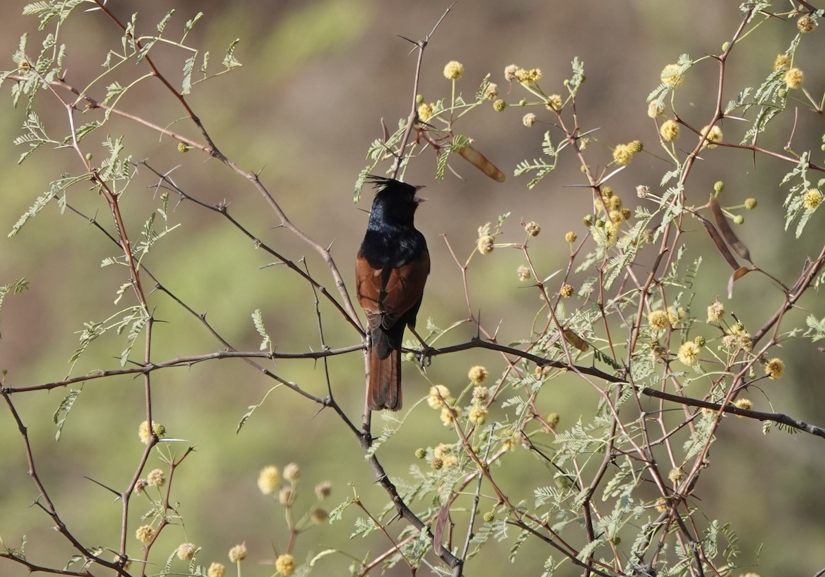 Crested Bunting - ML632597353