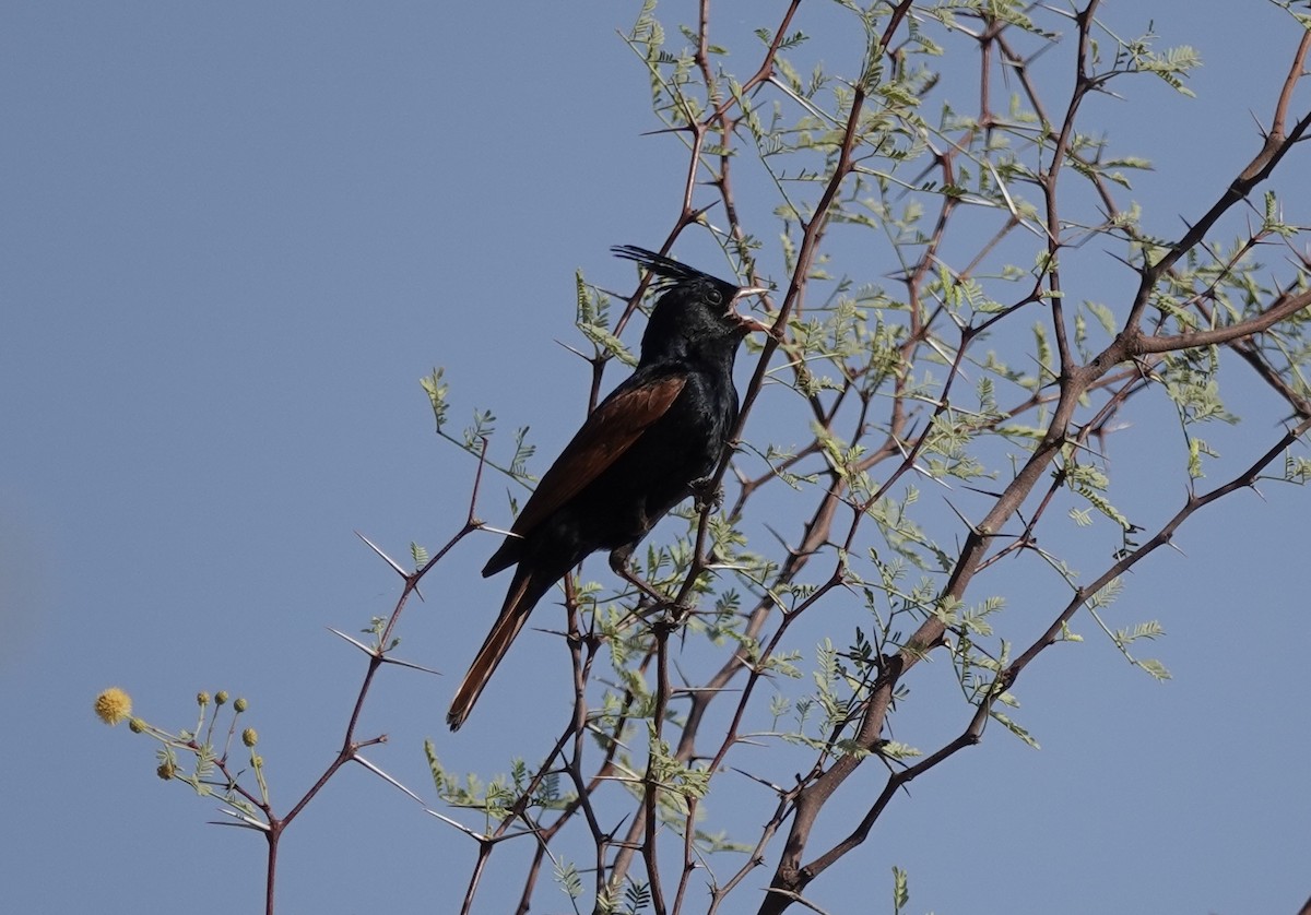 Crested Bunting - ML632597354