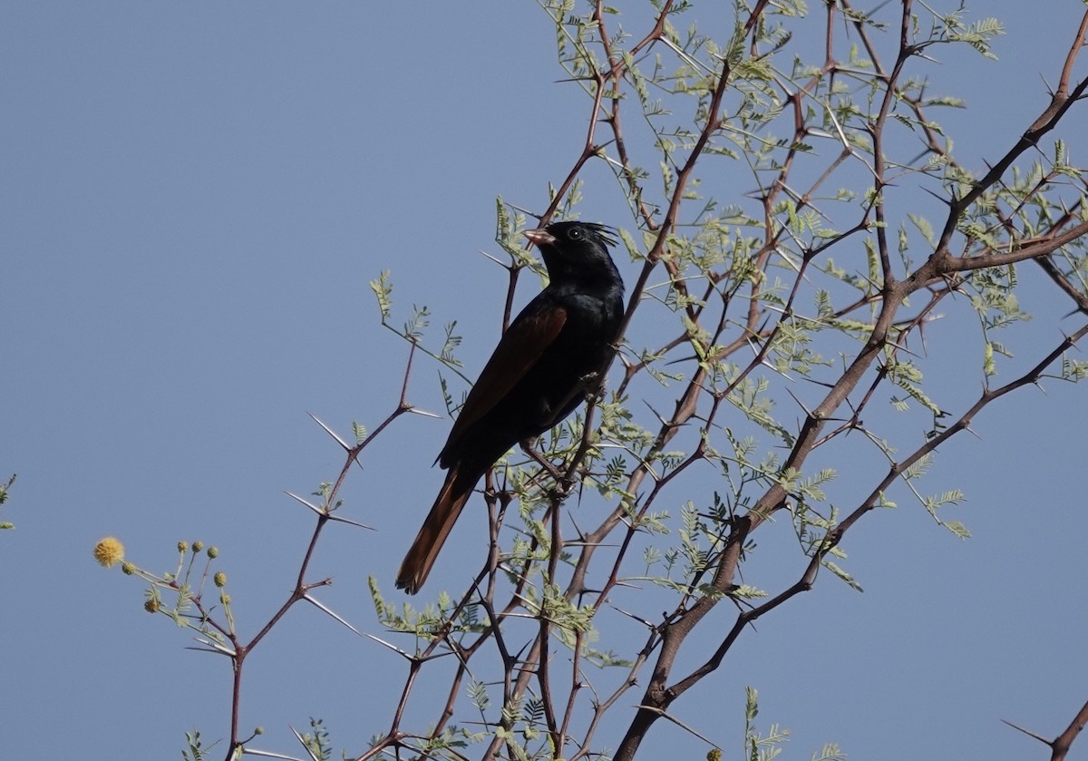 Crested Bunting - ML632597355