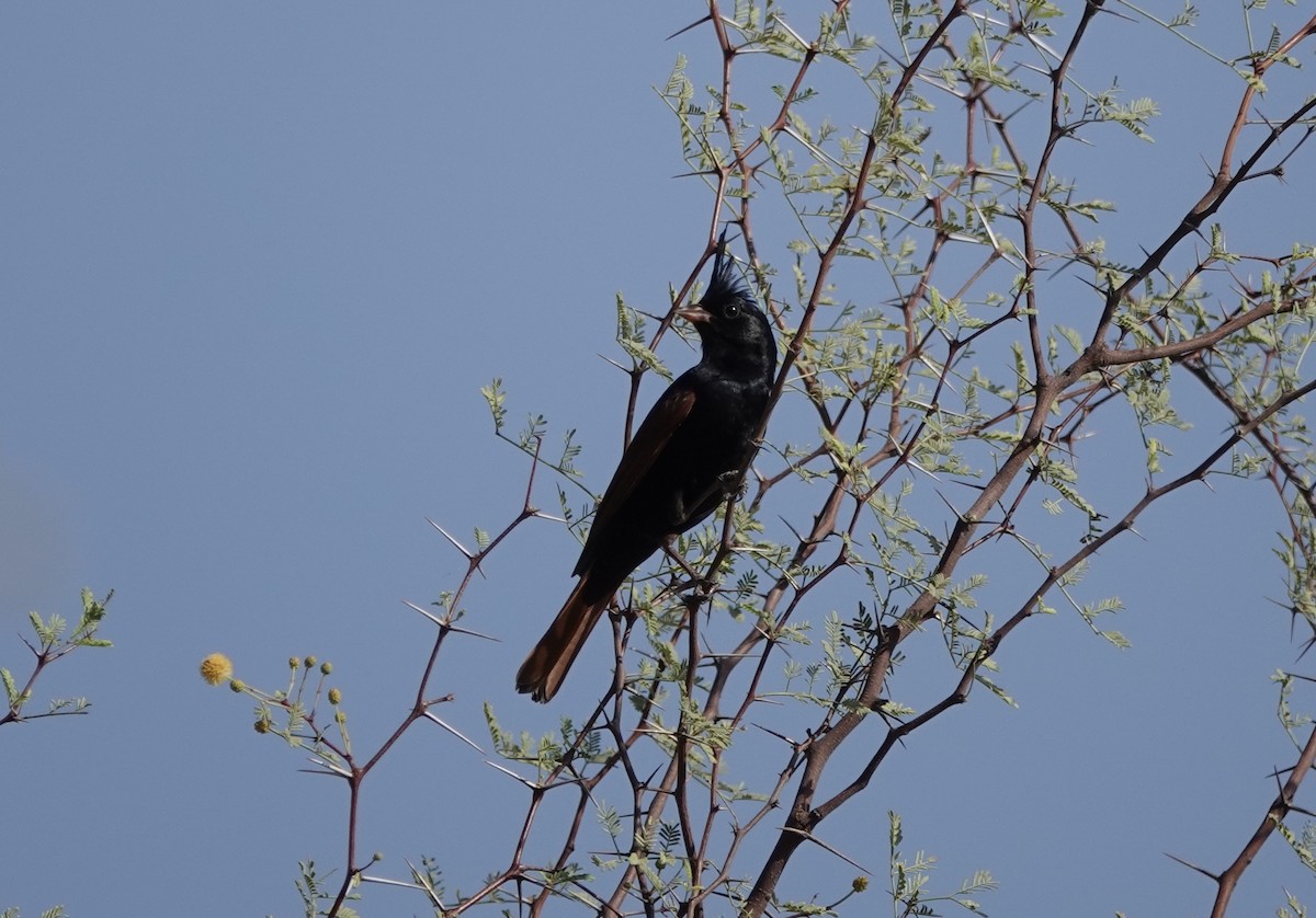 Crested Bunting - ML632597356