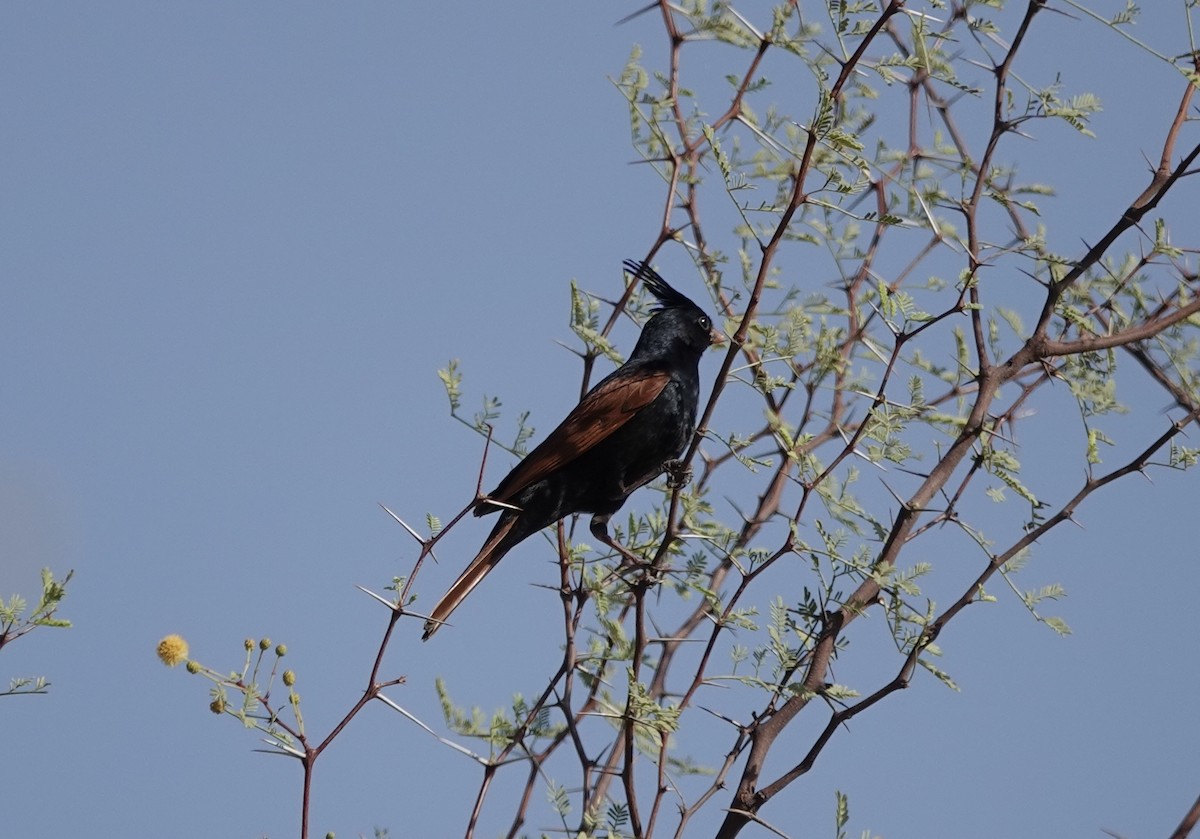 Crested Bunting - ML632597357