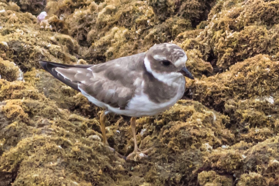 Common Ringed Plover - ML632597427