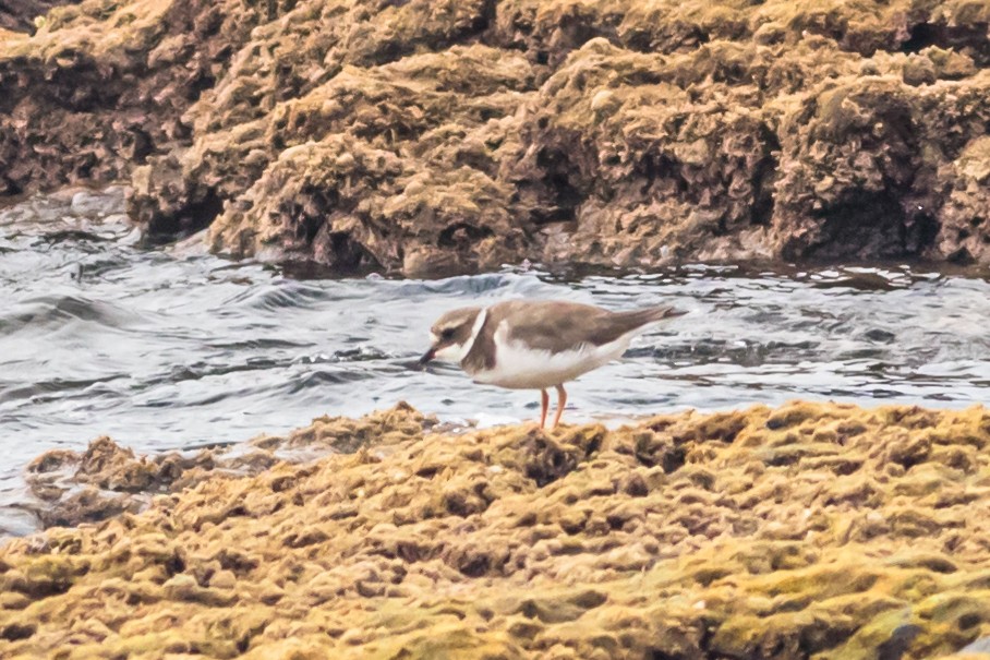 Common Ringed Plover - ML632597429
