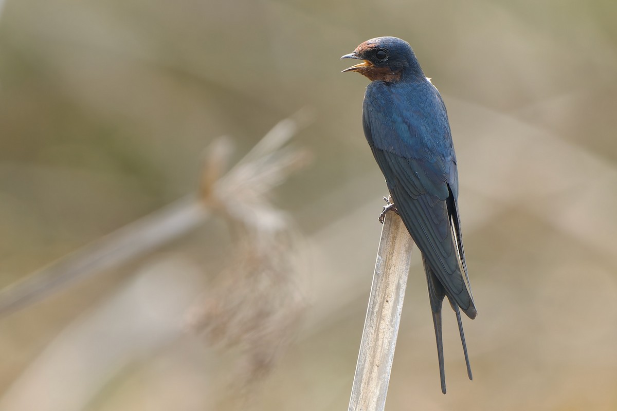 Golondrina Común - ML632597518