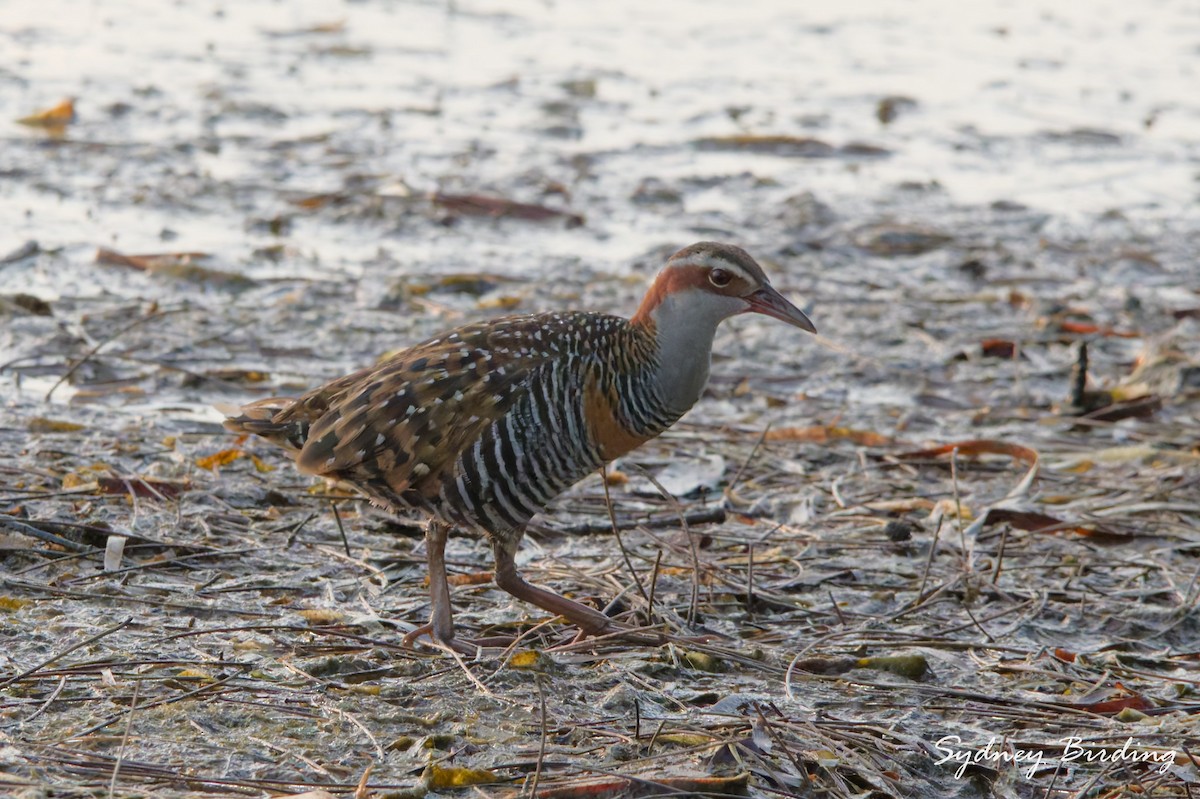 Buff-banded Rail - ML632597646