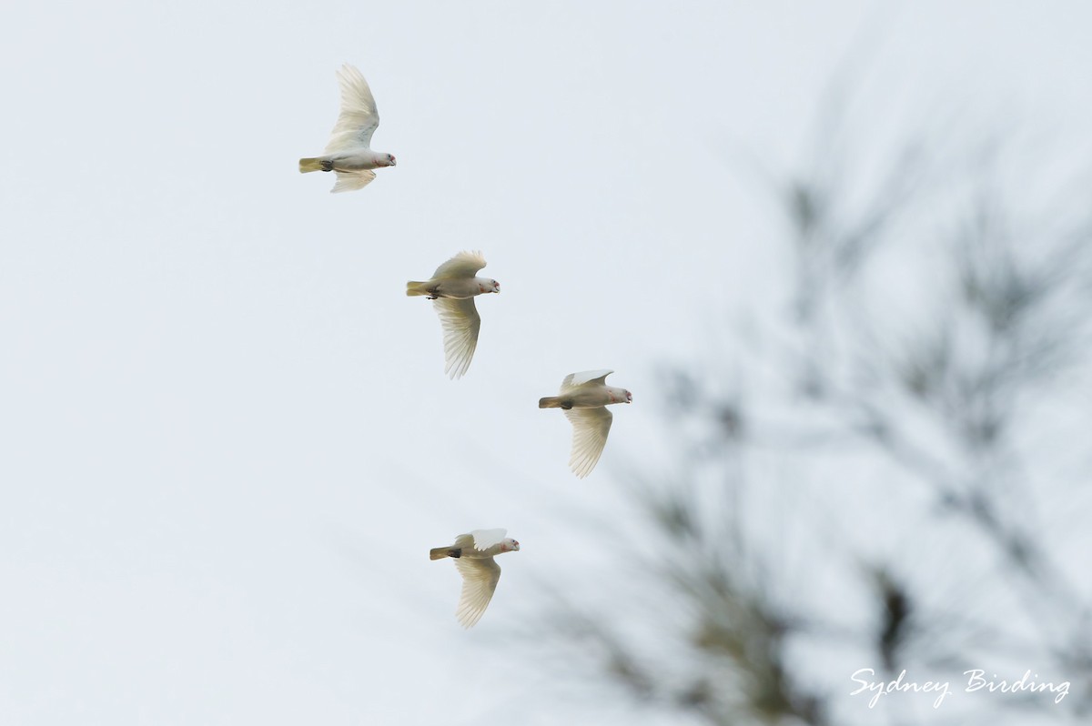 Long-billed Corella - ML632597654