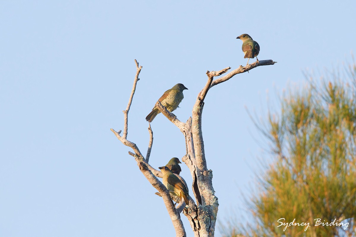 Satin Bowerbird - ML632597656