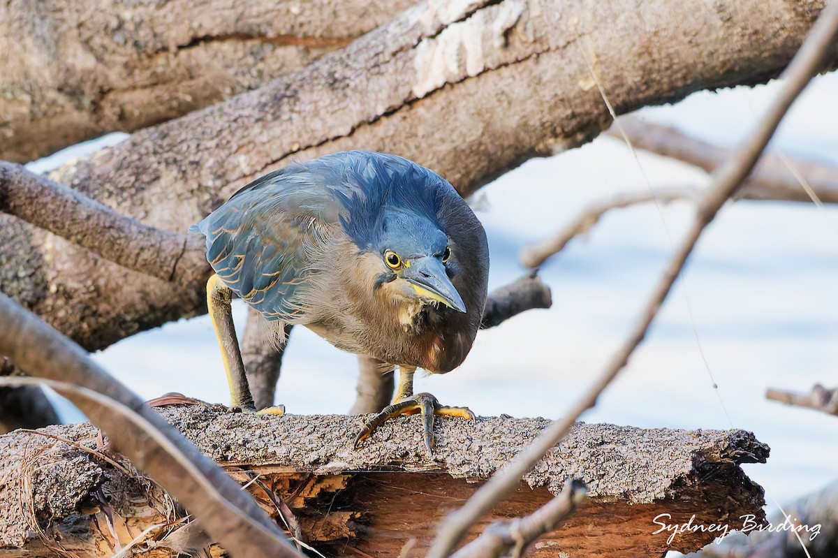 Striated Heron (Old World) - ML632597662