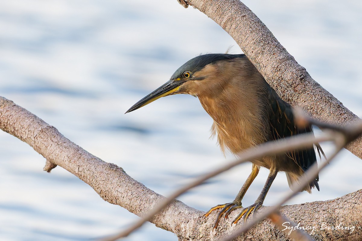 Striated Heron (Old World) - ML632597663