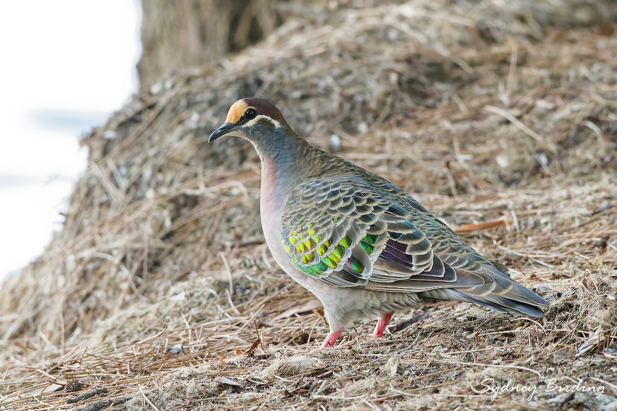 Common Bronzewing - ML632597665