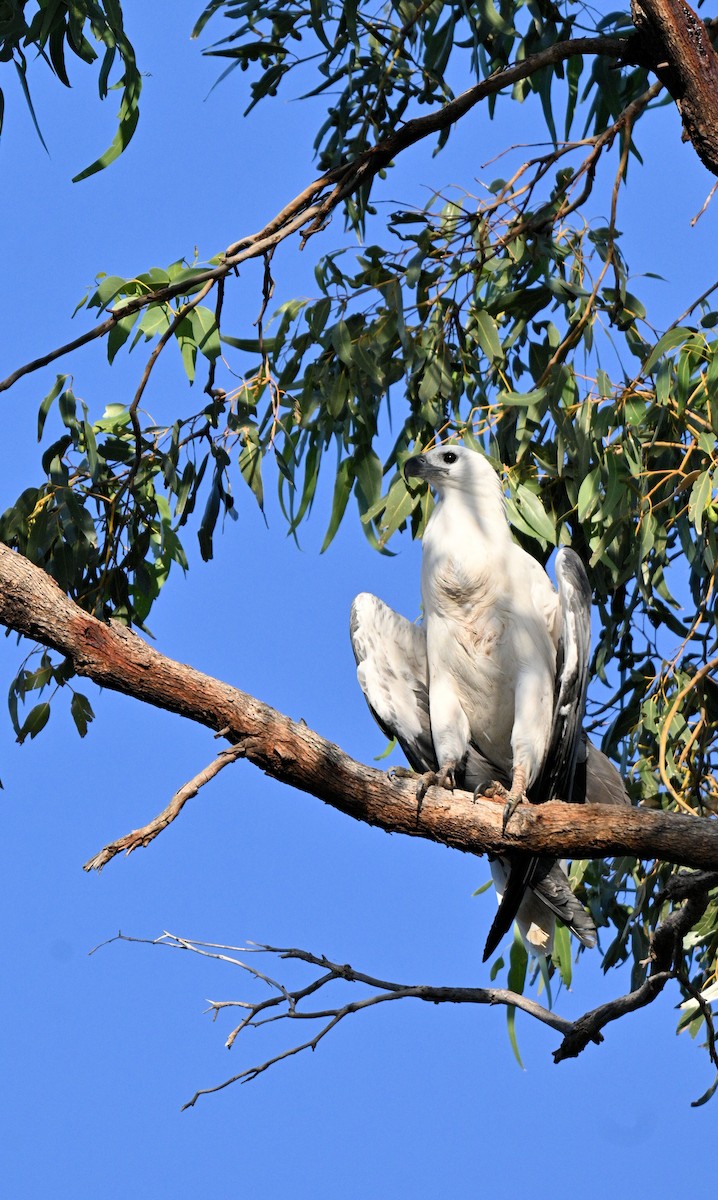 White-bellied Sea-Eagle - ML632597704