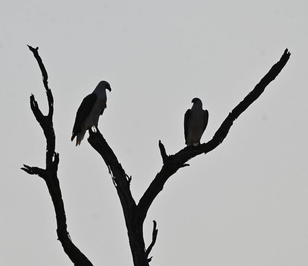 White-bellied Sea-Eagle - ML632597707