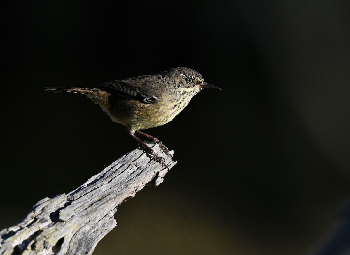 Spotted Scrubwren - ML632597708