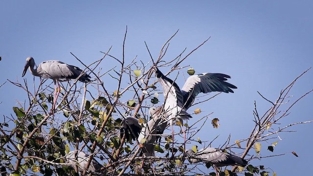 Ibis burubeltza - ML632597729