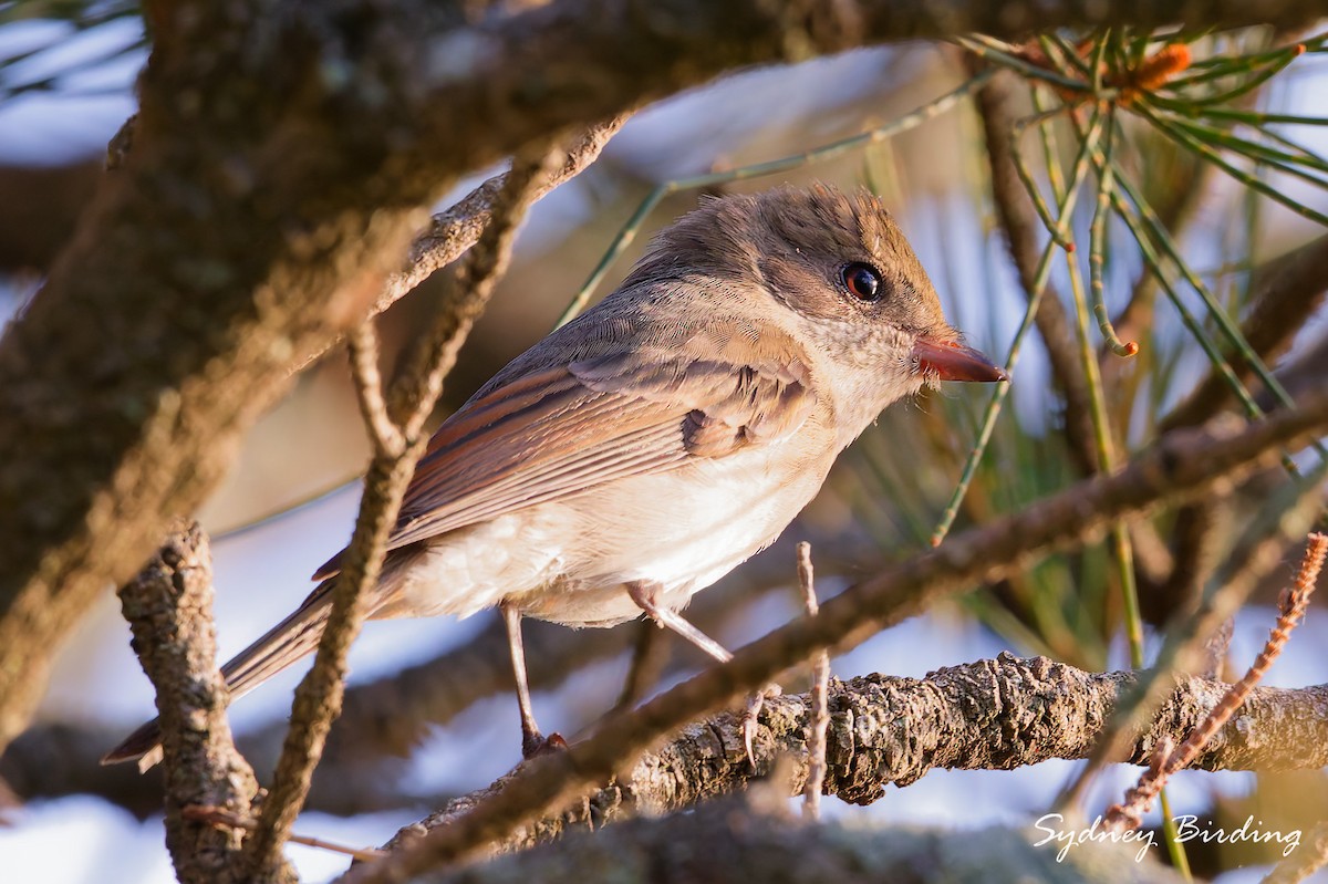 Golden Whistler (Eastern) - ML632597747