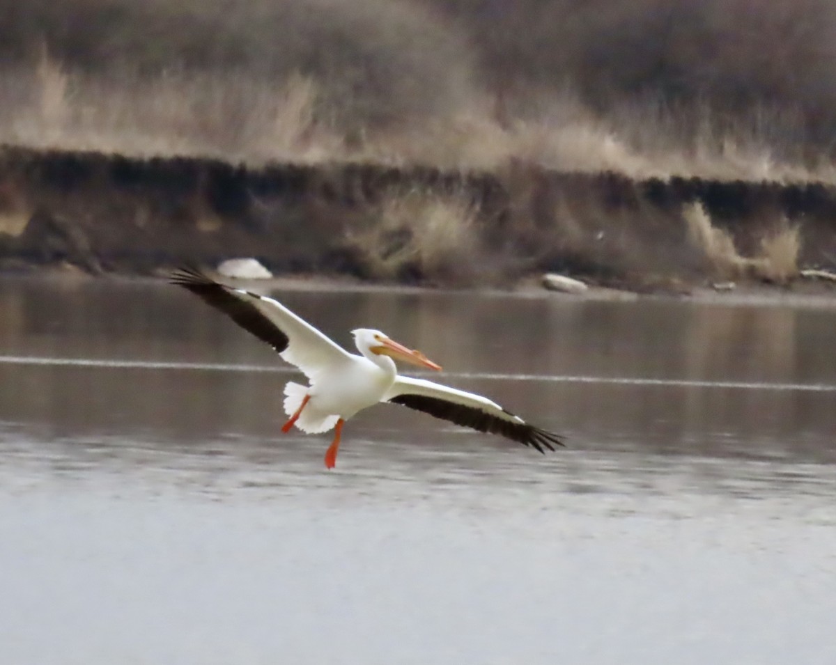 Pélican d'Amérique - ML632597766