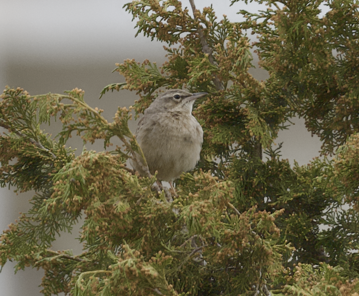 Long-billed Pipit - ML632597782