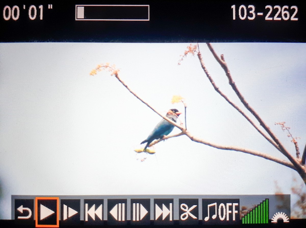 Dollarbird - ML632597788