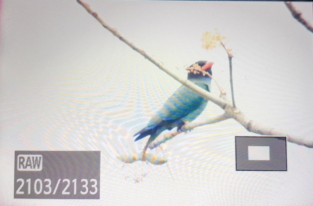 Dollarbird - ML632597796